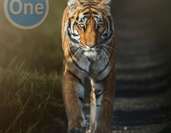 Jim Corbett Tour 3 Days